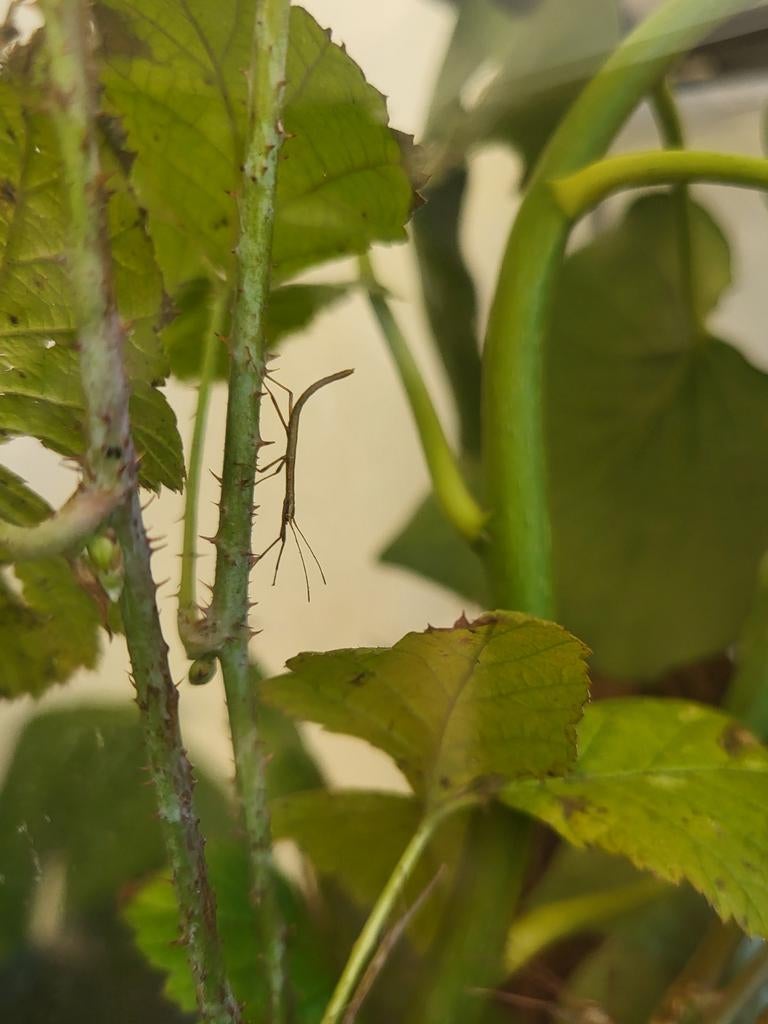 Wandelende takken, Dieren en Toebehoren, Insecten en Spinnen, Wandelende tak