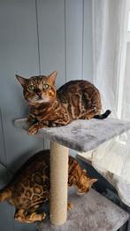 Bengaalse kat, Dieren en Toebehoren, Katten en Kittens | Raskatten | Korthaar, Poes