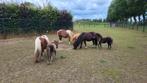3 merries met 3 veulens, shetlander en minipaard, Dieren en Toebehoren, Gechipt, 0 tot 2 jaar, A pony (tot 1.17m), Meerdere dieren