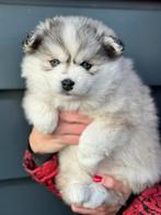 POMSKYNEDERLAND - PUPS BESCHIKBAAR, Parvo, Nederland, 8 tot 15 weken, Poolhond