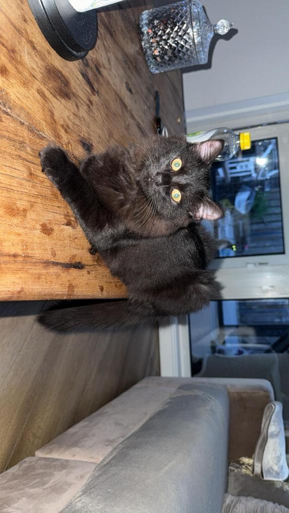 Een  Kitten– Half Siamees x scottish fold, Dieren en Toebehoren, Katten en Kittens | Raskatten | Langhaar, Poes