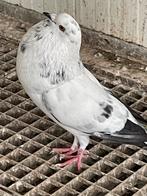 Horsman kroppers, Dieren en Toebehoren, Mannelijk, Overige soorten