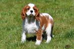 Cavalier King Charles Spaniël pups te koop, Dieren en Toebehoren, Honden | Retrievers, Spaniëls en Waterhonden, Rabiës (hondsdolheid)