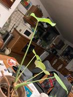 monstera, groene kamer plant, eventueel ook in pot, Huis en Inrichting, Groene kamerplant, Ophalen of Verzenden, Overige soorten