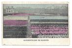AK Haarlem - Bloemenvelden bij Haarlem, Verzenden, Voor 1920, Gelopen, Noord-Holland