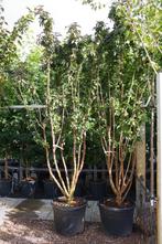 meerstammige sambucus black tower rode vlier, Overige soorten, Zomer, Ophalen, Volle zon