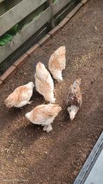 kippen Dutch favorelles  14 weken oud ., Dieren en Toebehoren, Pluimvee, Meerdere dieren, Kip