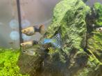 Baby Guppen, Vis, Zoetwatervis