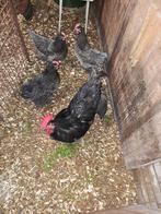 Australorp blauw groot, Dieren en Toebehoren, Pluimvee, Geslacht onbekend, Kip