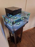 Fluval edge aquarium, Dieren en Toebehoren, Vissen | Aquariumvissen