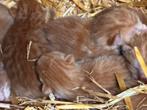 Rode boerderij kittens, Dieren en Toebehoren, Katten en Kittens | Overige Katten, Geslacht onbekend, Kortharig, 0 tot 2 jaar