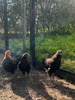 Grote kuikens te koop, Dieren en Toebehoren, Pluimvee, Meerdere dieren, Kip