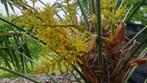 Vraagje: is dit een mannelijke of vrouwelijke waaierpalm ?, Ophalen of Verzenden, Voorjaar, Volle zon, Zaad