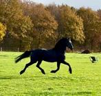 Drachtige friese merrie met vol papier, Dieren en Toebehoren, Merrie, Gechipt, Niet van toepassing, Dressuurpaard