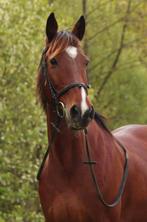 Recreatie/Weidemaatje Draver Merrie, Dieren en Toebehoren, Pony's, B, 11 jaar of ouder, Recreatiepony, D pony (1.37m tot 1.48m)