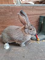 Vlaamse reus konijngrijs ram, Dieren en Toebehoren, Konijnen, Mannelijk, Groot, 0 tot 2 jaar
