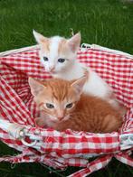 2 schattige kittens, Meerdere dieren