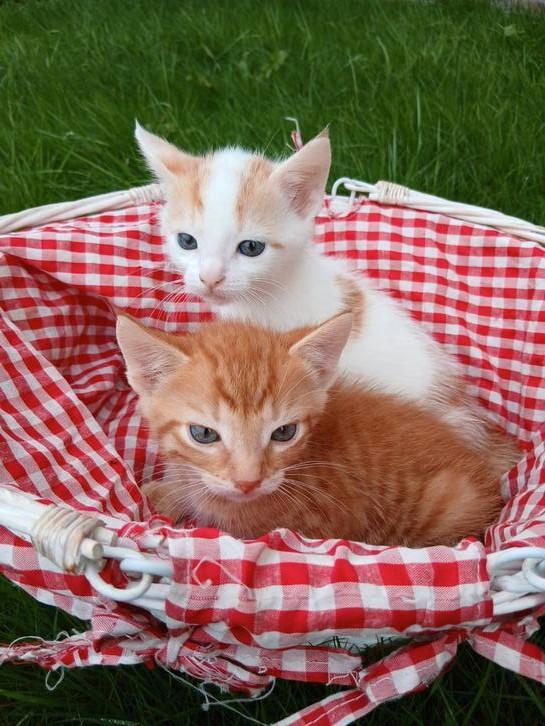 2 schattige kittens, Dieren en Toebehoren, Katten en Kittens | Overige Katten, Meerdere dieren