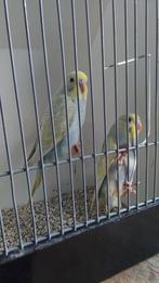 Jonge prasparkietjes pas uit het nest ideaal om tam te maken, Geslacht onbekend, Kleurkanarie