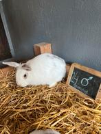 Hollander konijn vrouwelijk, Dieren en Toebehoren, Konijnen, Vrouwelijk, Middelgroot, 0 tot 2 jaar