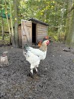 2 jonge brahma hanen, Dieren en Toebehoren, Mannelijk, Kip