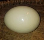 Struisvogel ei, Ophalen of Verzenden, Beeldje of Figuurtje