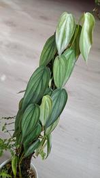 Philodendron Burle Marx Fantasy kopstek met wortels, Overige soorten, In pot, Minder dan 100 cm, Groene kamerplant