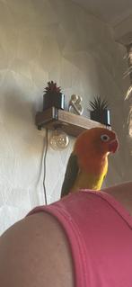 2 jonge agapornissen fischeri, Geslacht onbekend, Dwergpapegaai of Agapornis