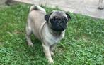 Mops teefje pup, Dieren en Toebehoren, 15 weken tot 1 jaar, Overige rassen, Teef, Eén hond