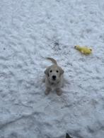 Golden retriever  pup, Dieren en Toebehoren, Honden | Retrievers, Spaniëls en Waterhonden, Golden retriever, Rabiës (hondsdolheid)