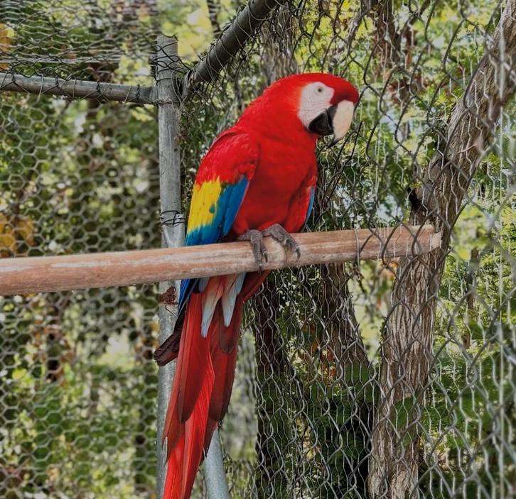 gezocht geelvleugel ara pop (vrouwelijk), Dieren en Toebehoren, Vogels | Parkieten en Papegaaien, Papegaai, Meerdere dieren