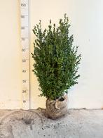 Buxus struiken met biologische rupsen bestrijding!, Ophalen, Buxus, Minder dan 100 cm