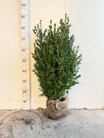 Buxus struiken met biologische rupsen bestrijding! beschikbaar voor biedingen