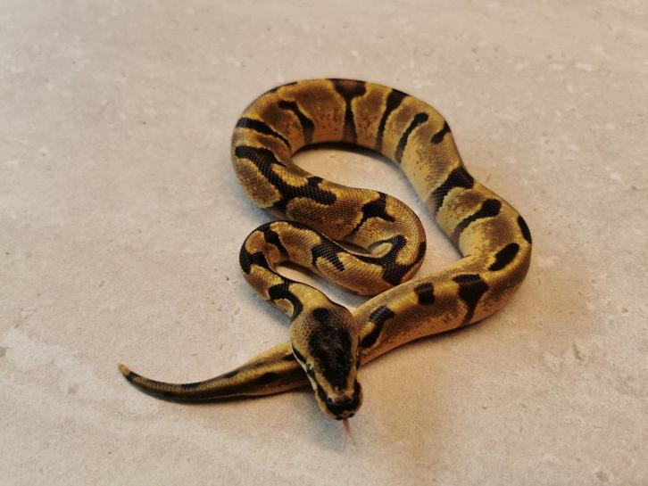 Koningspython 1.0 Super Enchi