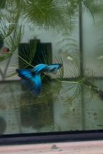 Blue green moscow kweek trio guppy, Dieren en Toebehoren, Vis
