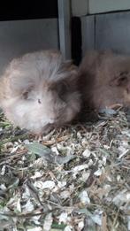 Prachtige cavia's!, Meerdere dieren, Tam, Maart, Cavia