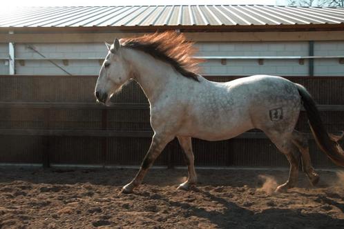 Lieve 10 jarige PRE ruin te koop, Dieren en Toebehoren, Paarden, Ruin, Zadelmak, 165 tot 170 cm, 7 tot 10 jaar, Dressuurpaard