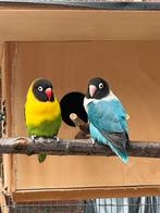 Agapornis, Meerdere dieren, Dwergpapegaai of Agapornis