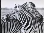Zebra’s opdoek, Huis en Inrichting, Woonaccessoires | Schilderijen, Tekeningen en Foto's, Foto of Poster, 125 cm of meer, Zo goed als nieuw