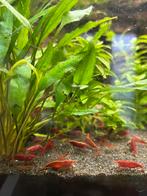 Rode garnalen, Dieren en Toebehoren, Vissen | Aquariumvissen, Kreeft, Krab of Garnaal