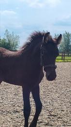 Gezocht opfok adresje voor ons lieve friese hengstveulen., Dieren en Toebehoren, Stalling en Weidegang