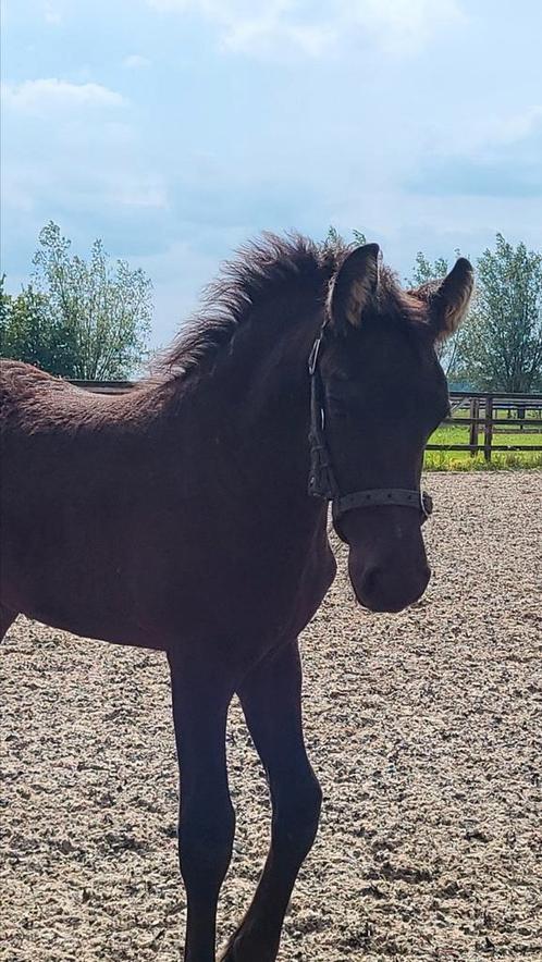 Gezocht opfok adresje voor ons lieve friese hengstveulen., Dieren en Toebehoren, Stalling en Weidegang