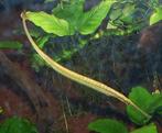 Zoetwaternaald / Microphis (Doryichthys) brachyurus, Dieren en Toebehoren, Vis, Zoetwatervis, Schoolvis
