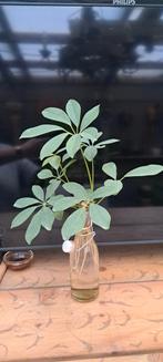 Schefflera kamerplant stekjes, Ophalen, Halfschaduw, Minder dan 100 cm