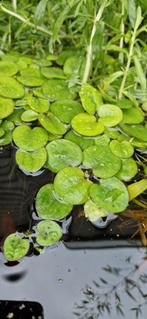 Waterplanten,vijverplanten, lelies., Ophalen, Nieuw, Overige typen