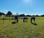 Kleinschalige particuliere opfok, Dieren en Toebehoren, Stalling en Weidegang, Opfok, 1 paard of pony