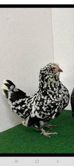 Gezocht broedeieren antwerpse baardkriel zwartwit gepareld, Dieren en Toebehoren, Pluimvee, Geslacht onbekend, Kip