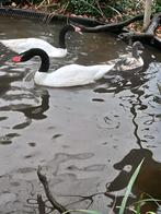 Zwarthalsen, Dieren en Toebehoren, Pluimvee, Meerdere dieren, Gans of Zwaan