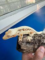 Diverse wimpergekko’s beschikbaar, Dieren en Toebehoren, Reptielen en Amfibieën, Hagedis, 0 tot 2 jaar