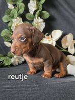Kaninchen kortharige teckel pups, Dieren en Toebehoren, Honden | Teckels en Dashonden, Kaninchen, CDV (hondenziekte), 8 tot 15 weken